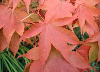 Arce japonés cultivado en maceta con hoja otoñal