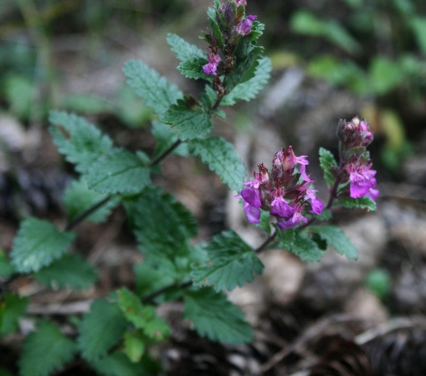 Teucrium chamaedrys en flor, mata baja de bordura