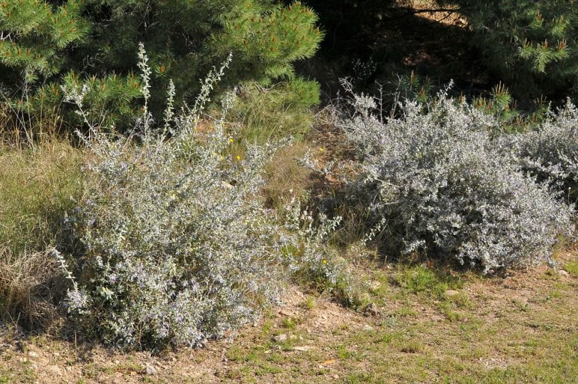 Teucrium fruticans en flor, con follaje gris plateado