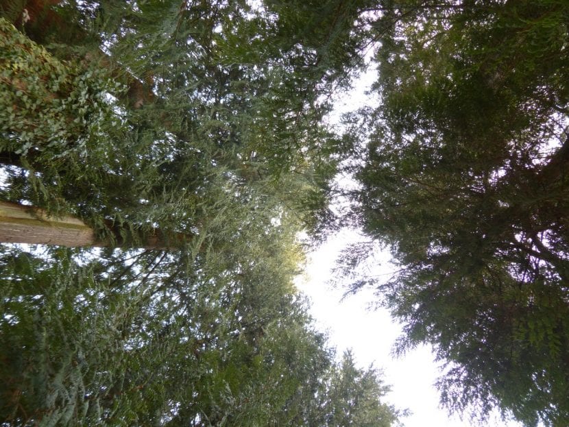 Ejemplar de Thuja plicata con ramillas colgantes de fronda brillante