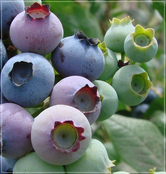 Arbusto de arándanos con fruto maduro