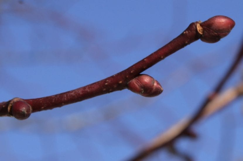 Rama de Tilia cordata con sus hojas pequeñas y acorazonadas