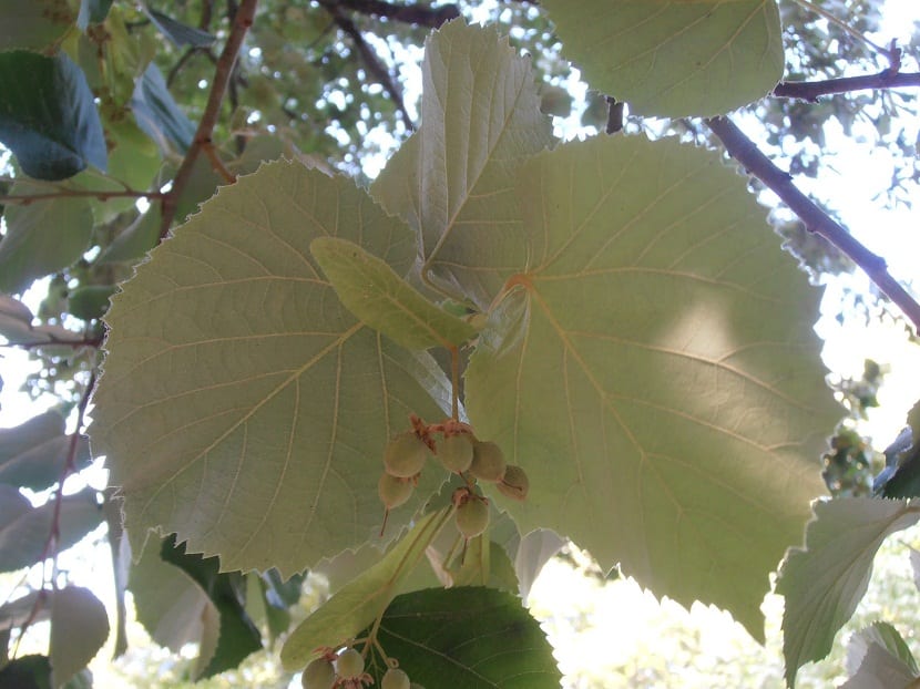 Hojas de tilo plateado con el envés blanco tomentoso
