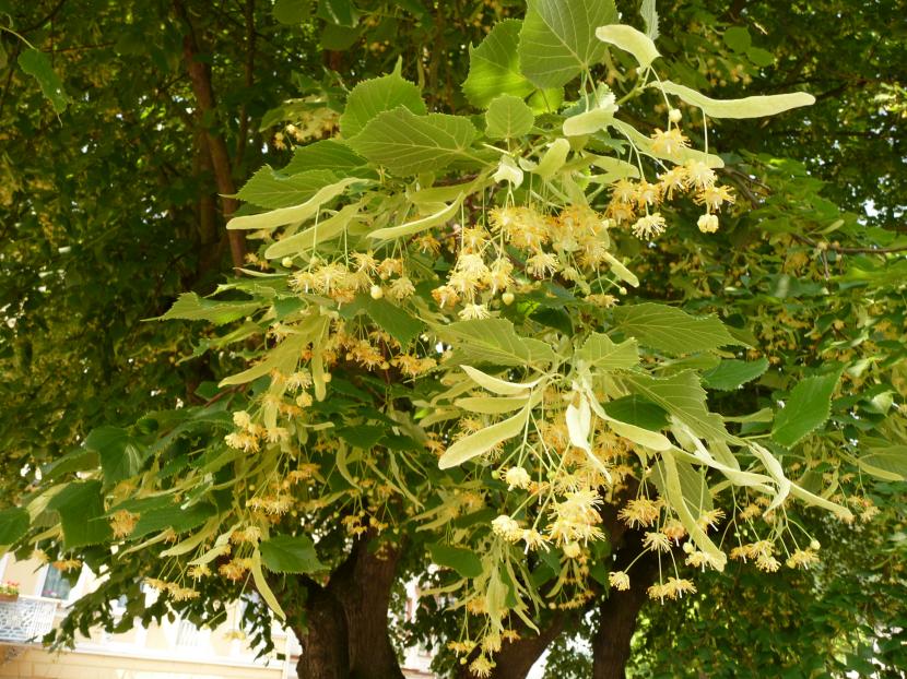 Floración del tilo en junio