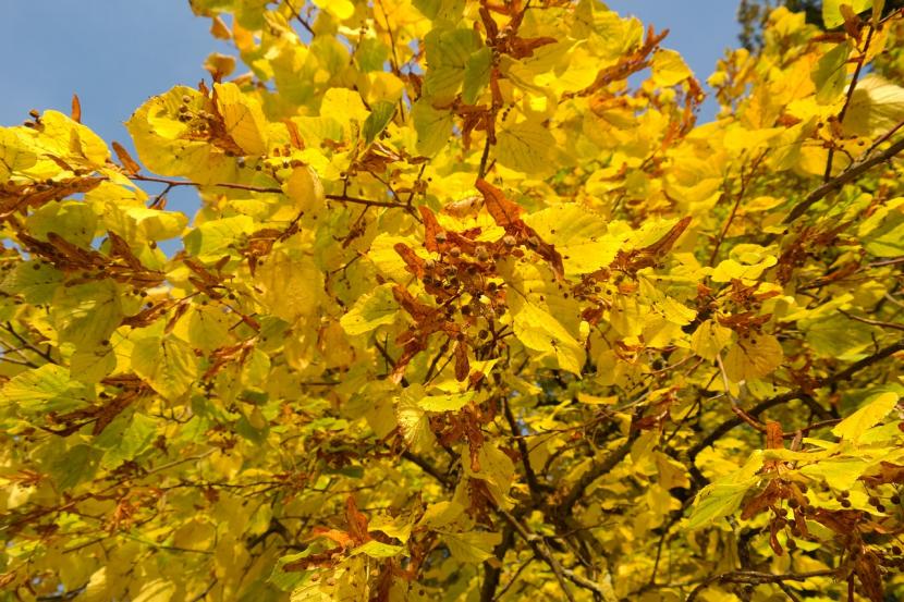 Tilo en otoño con el follaje amarillo
