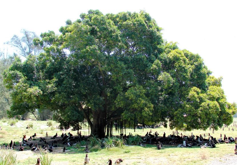 Ficus microcarpa adulto con raíces superficiales