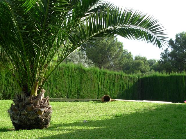 Palmeras en un jardín mediterráneo