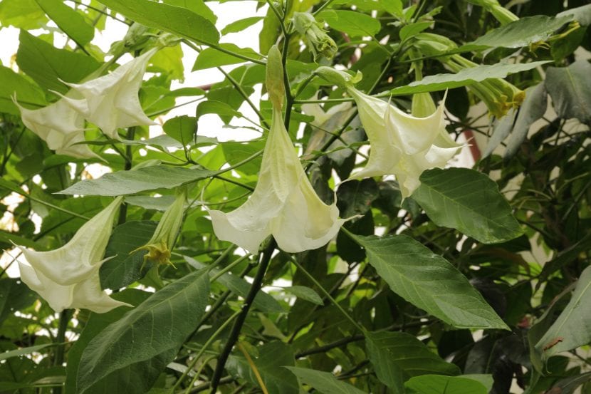 Brugmansia arborea en flor, el llamado árbol de las trompetas