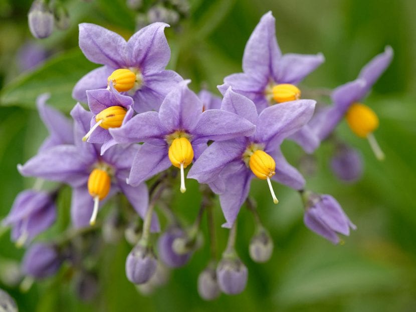 Flores lila de Solanum crispum en un muro