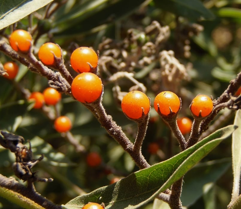 Frutos del Solanum crispum, bayas pequeñas y tóxicas