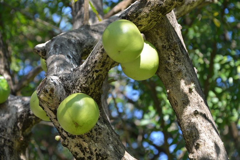 Frutos del totumo colgando directamente del tronco