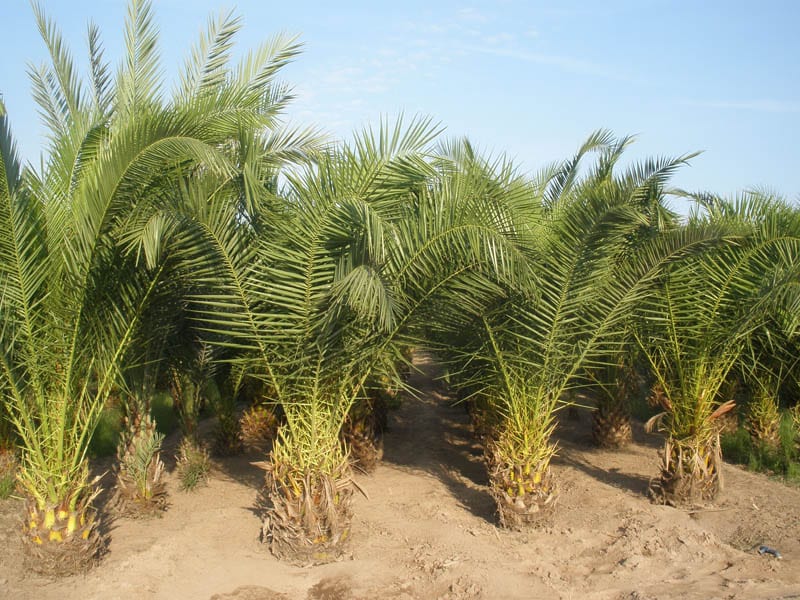 Detalle del estípite y la corona de una palmera tras el trasplante
