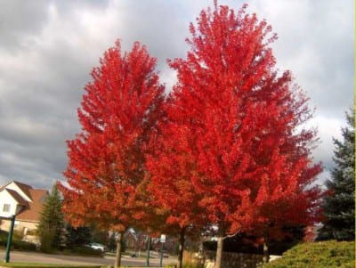 Hoja de arce rojo con la coloración otoñal escarlata característica