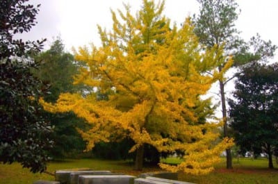 Copa de Ginkgo biloba con el follaje amarillo de noviembre
