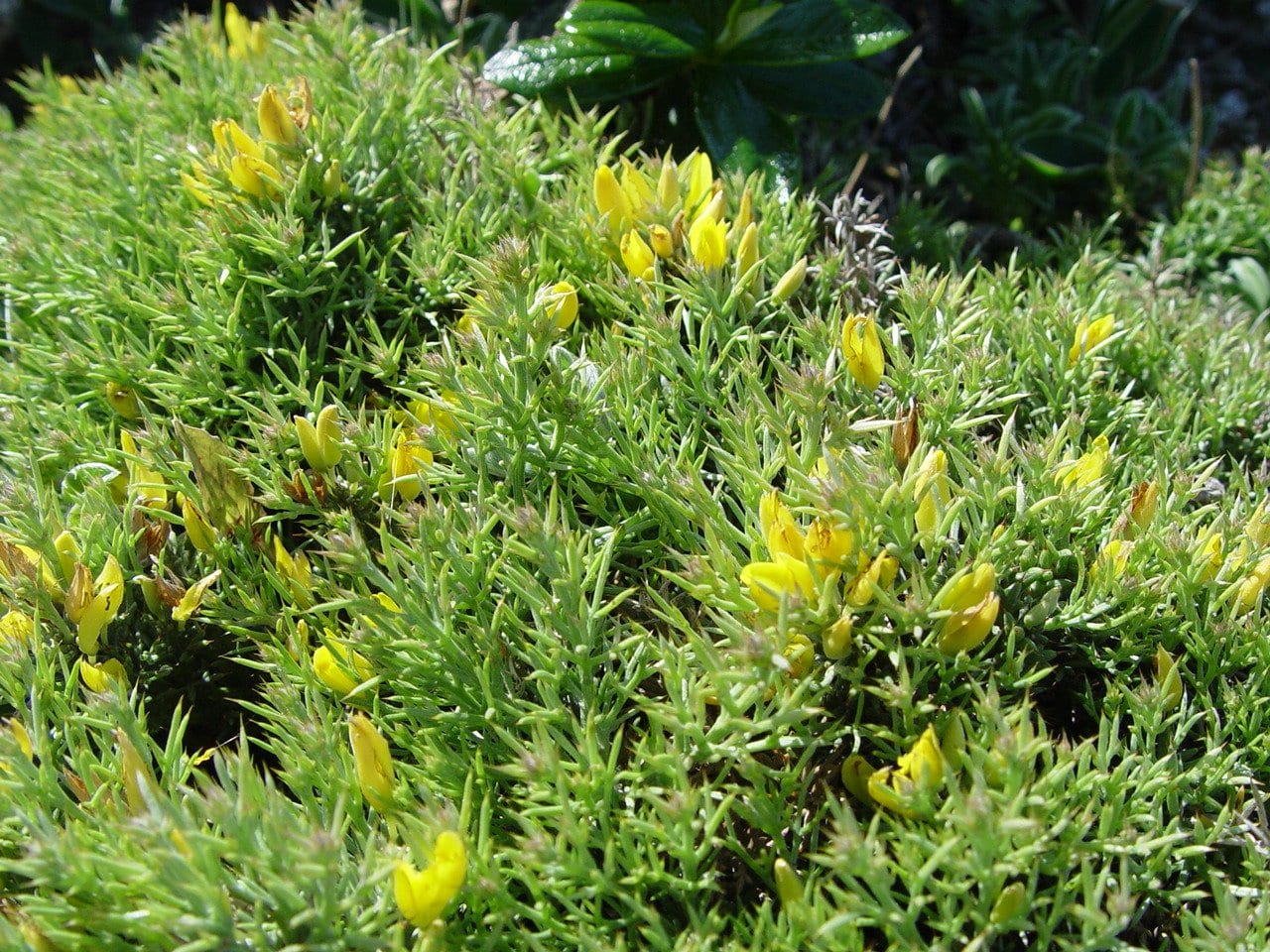Ulex parviflorus, la aliaga del matorral mediterráneo