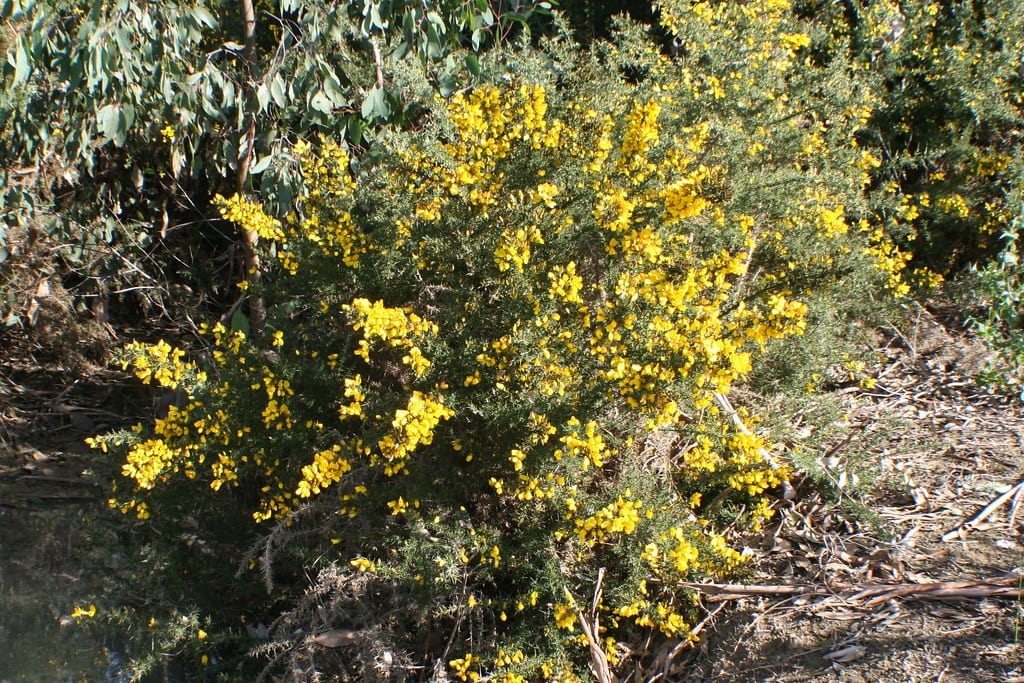 Mata de Ulex europaeus en plena floración
