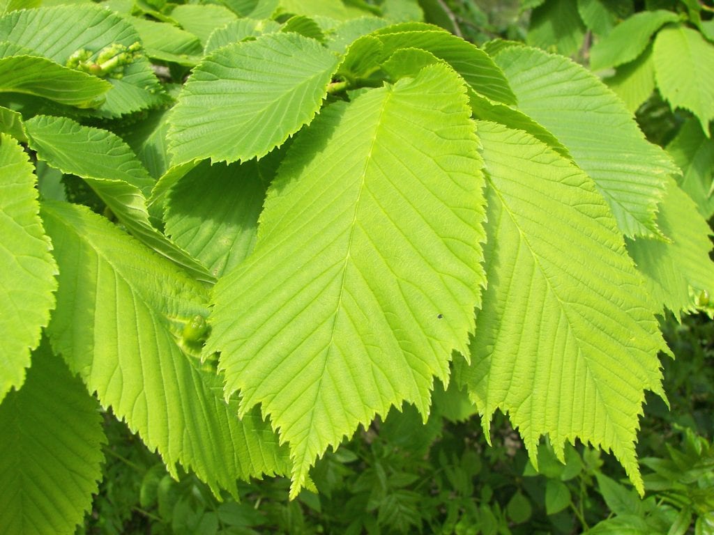 Hojas grandes y ásperas de Ulmus glabra