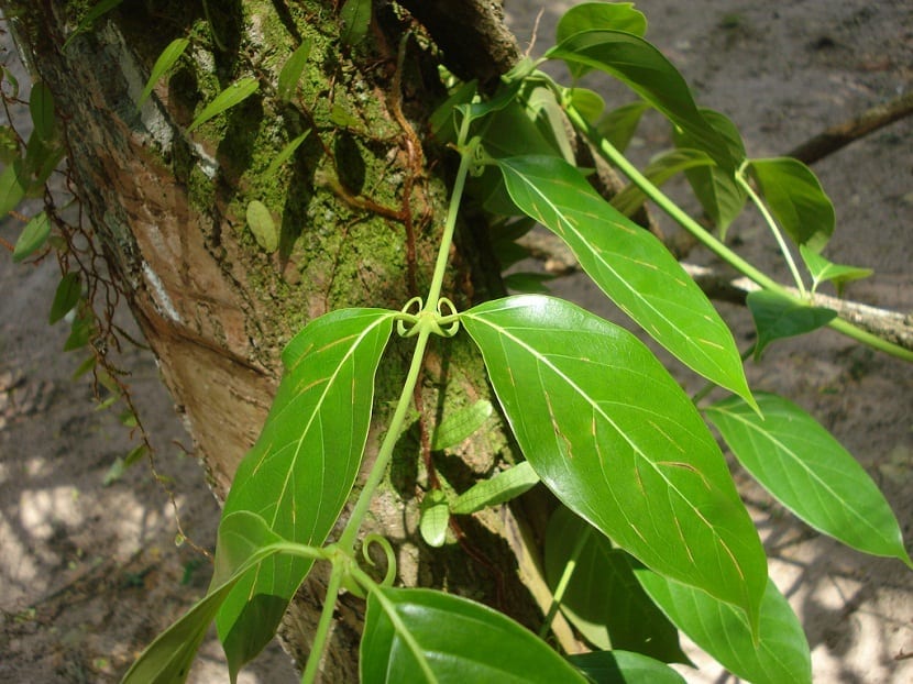 Liana de Uncaria tomentosa trepando por un árbol con espinas en forma de garra