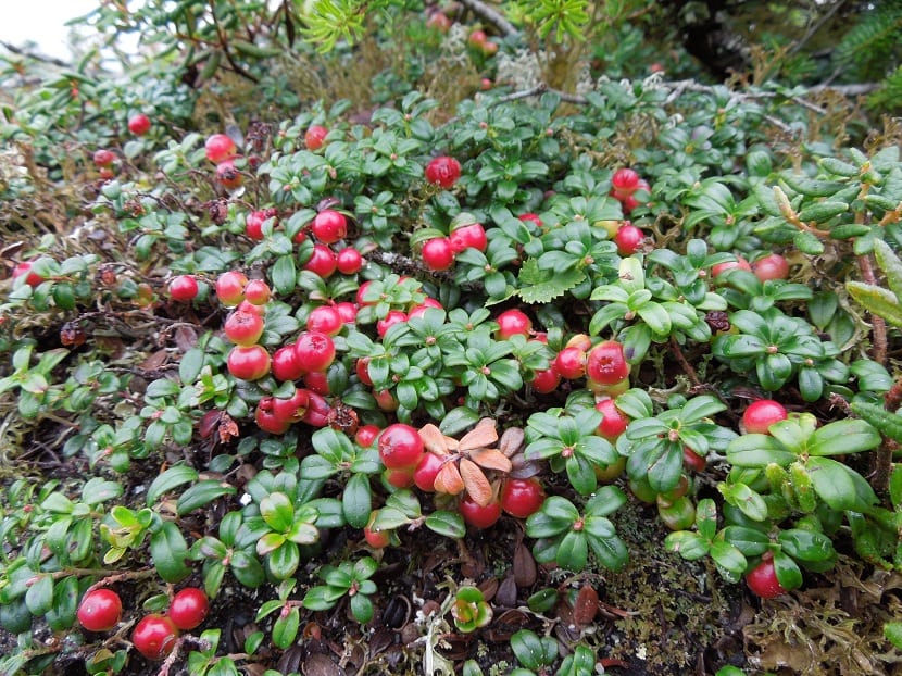 Detalle de las hojas coriáceas del Vaccinium vitis-idaea