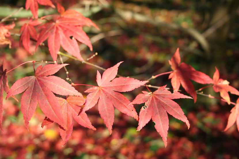 Arce japonés de hoja purpúrea en un jardín