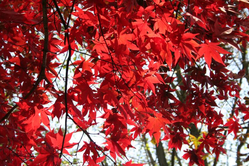 Acer palmatum Osakazuki con color rojo de otoño