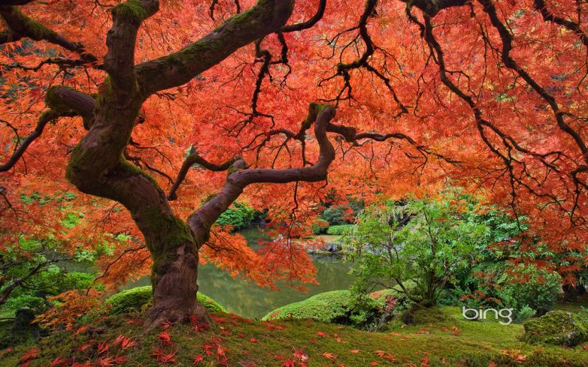 Variedades de arce japonés: 8 cultivares uno por uno