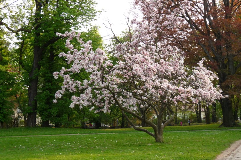 Magnolia soulangeana en flor en un jardín
