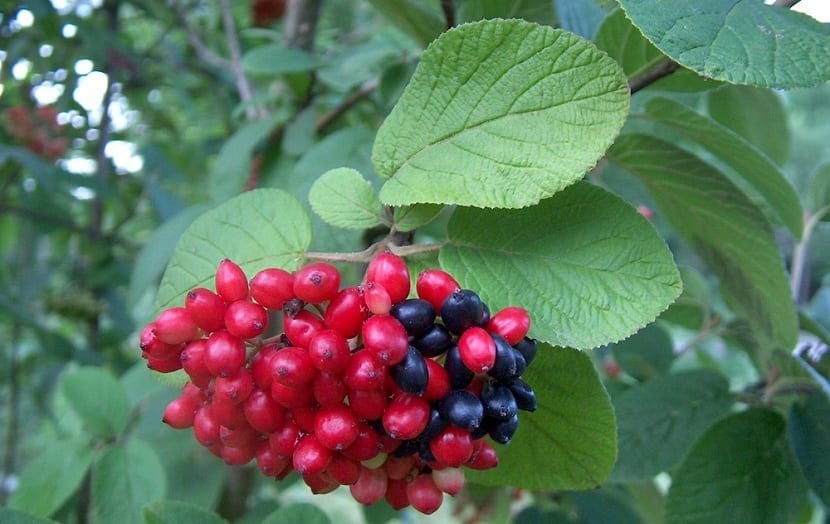 Frutos rojos y negros a la vez en el mismo racimo del barbadejo