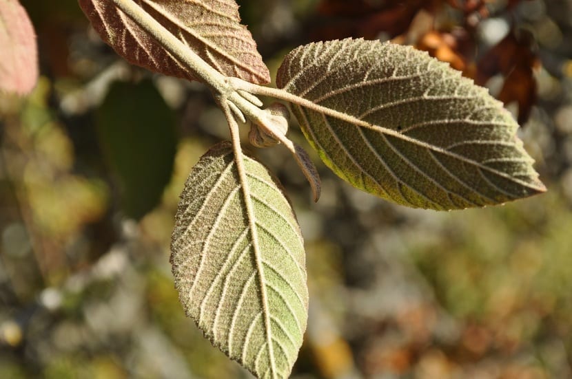 Hojas rugosas y tomentosas del Viburnum lantana