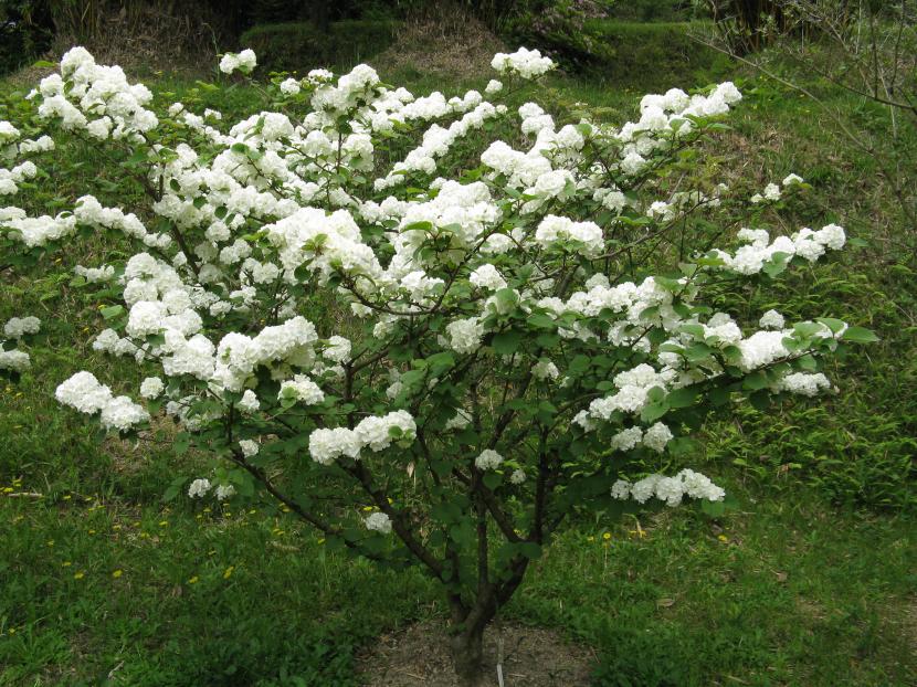 Corimbo plano de Viburnum plicatum con flores estériles en el borde