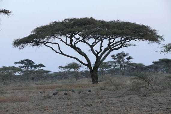 Ejemplar adulto de Acacia tortilis con la copa aplanada característica