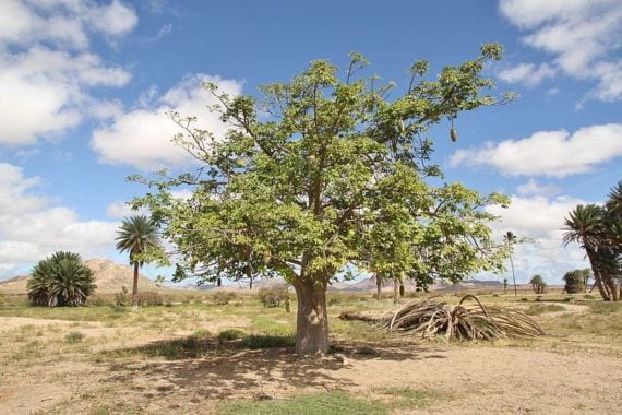 Adansonia digitata adulto con el tronco masivo característico
