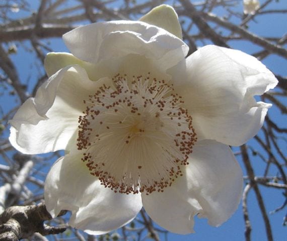 Flor blanca colgante de baobab con la brocha de estambres