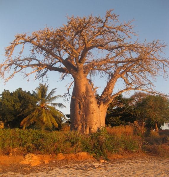 Baobab (Adansonia digitata): cultivo y cuidados en maceta