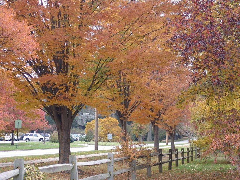 Zelkova serrata con el color de otono