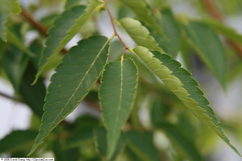 Hojas de Zelkova con serración simple y base casi simétrica
