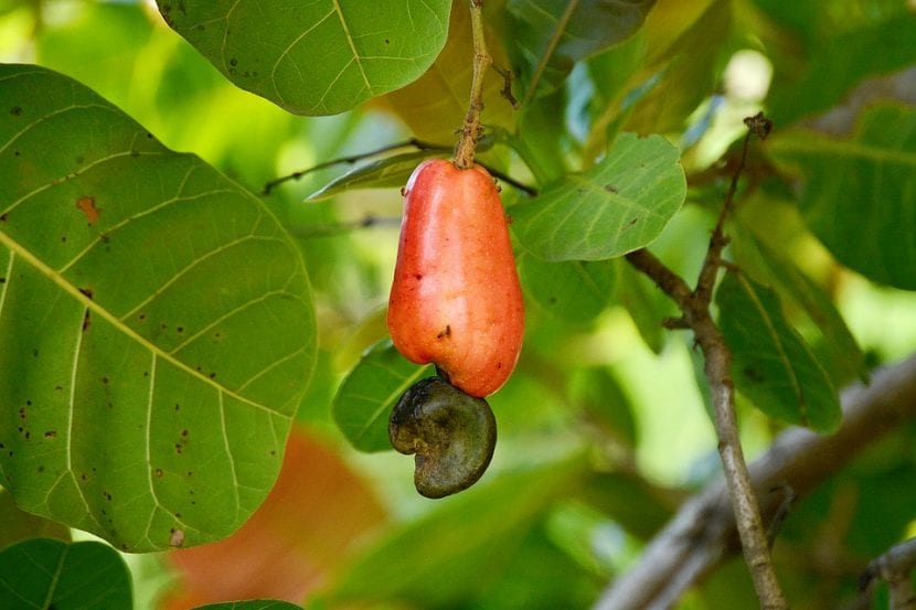 Fruto del anacardo con el pedúnculo carnoso y la drupa en el extremo