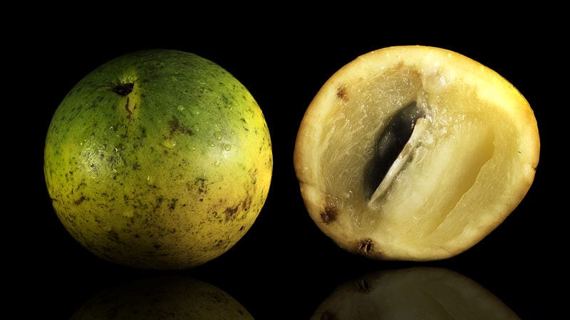 Frutos amarillos de caimito, Pouteria caimito