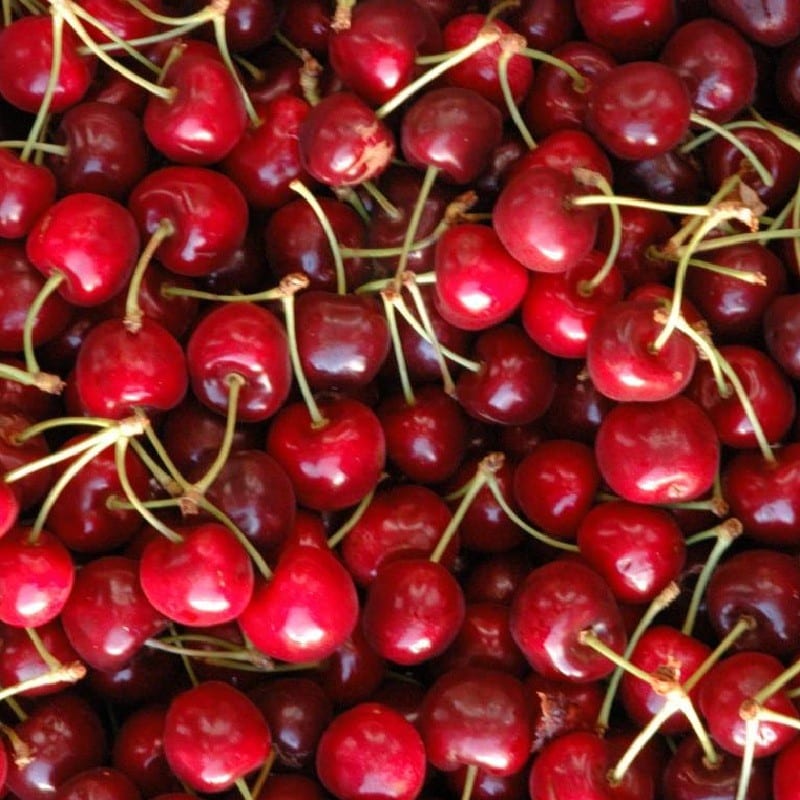 Cerezas de la variedad Van maduras en el árbol