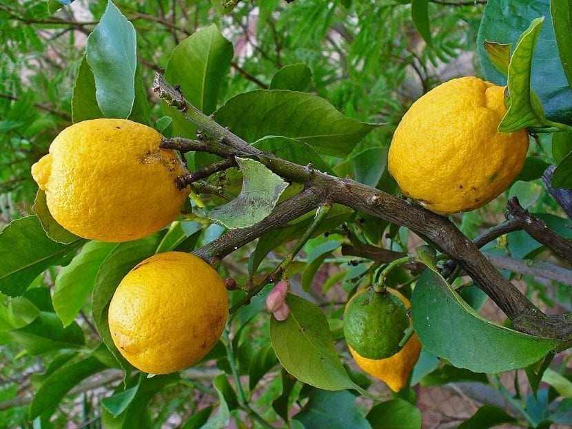 Fruto de cidra (Citrus medica) maduro en el árbol