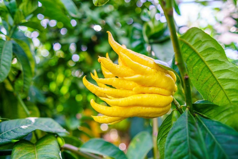 Fruto de limón de mano de Buda, Citrus medica var. sarcodactylis
