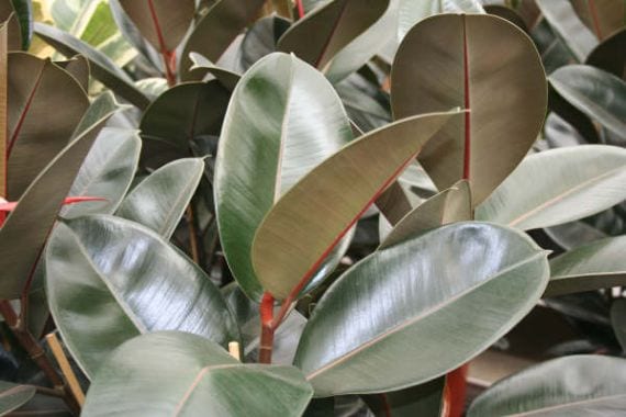 Ficus elastica Robusta con sus hojas grandes y brillantes