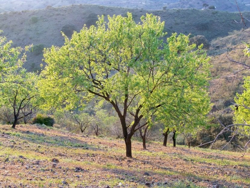 Almendro en flor