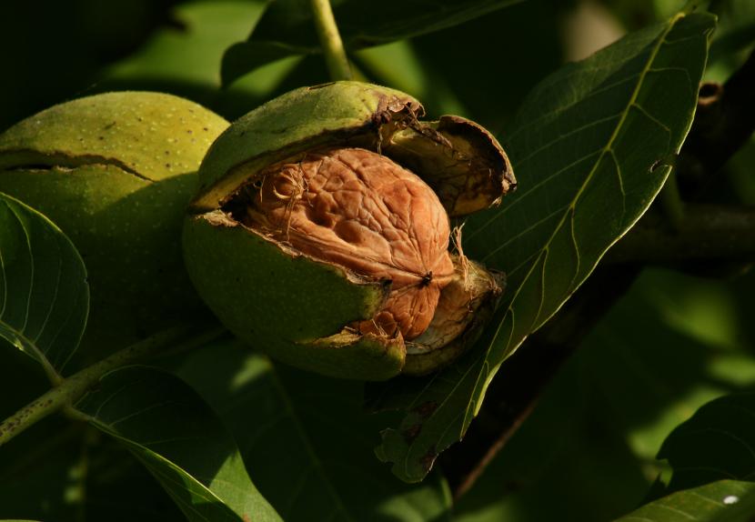 Nueces recién recolectadas