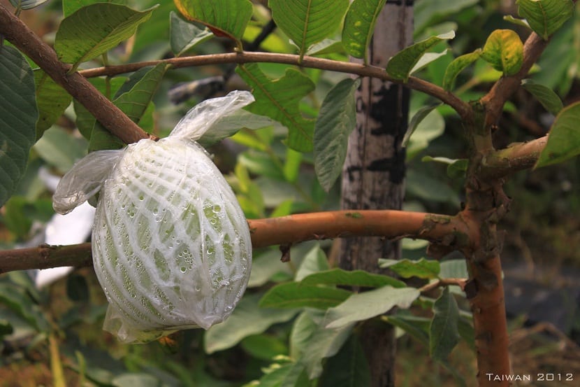 Frutos embolsados en un árbol frutal