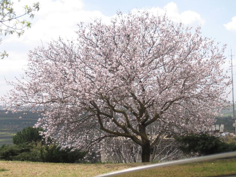 Almendro adulto en secano