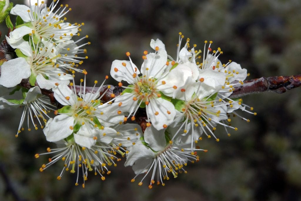 Flores de ciruelo Prunus domestica en primavera