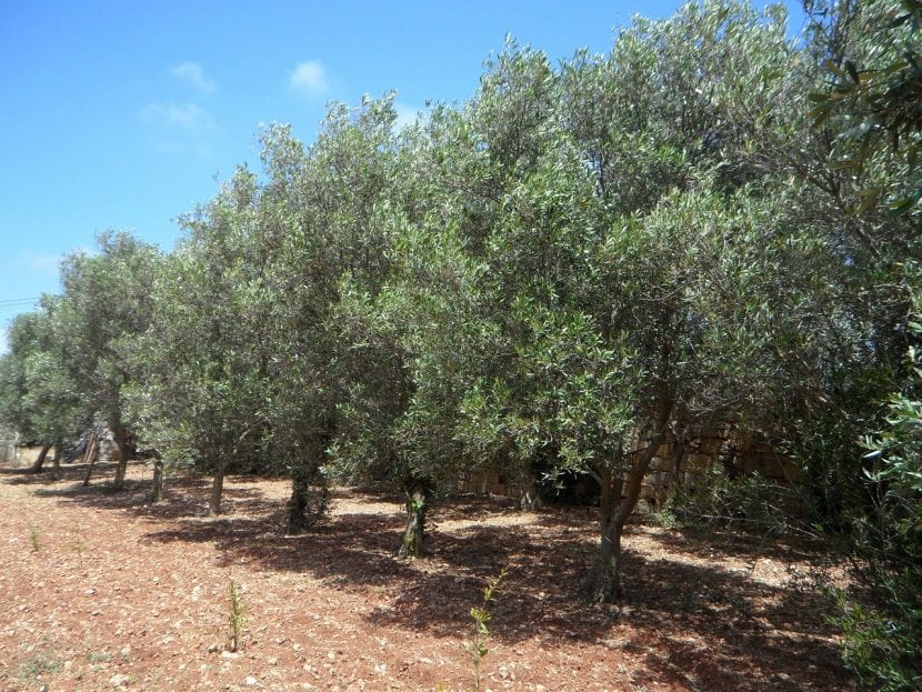 Olivos en un olivar