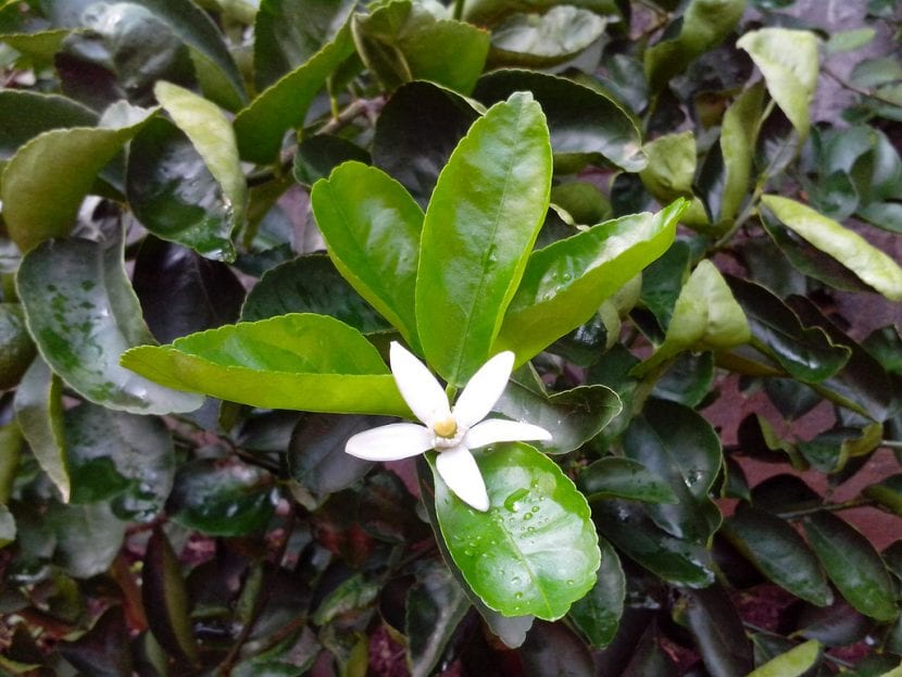 Flor de limonero, el azahar del que salen los frutos