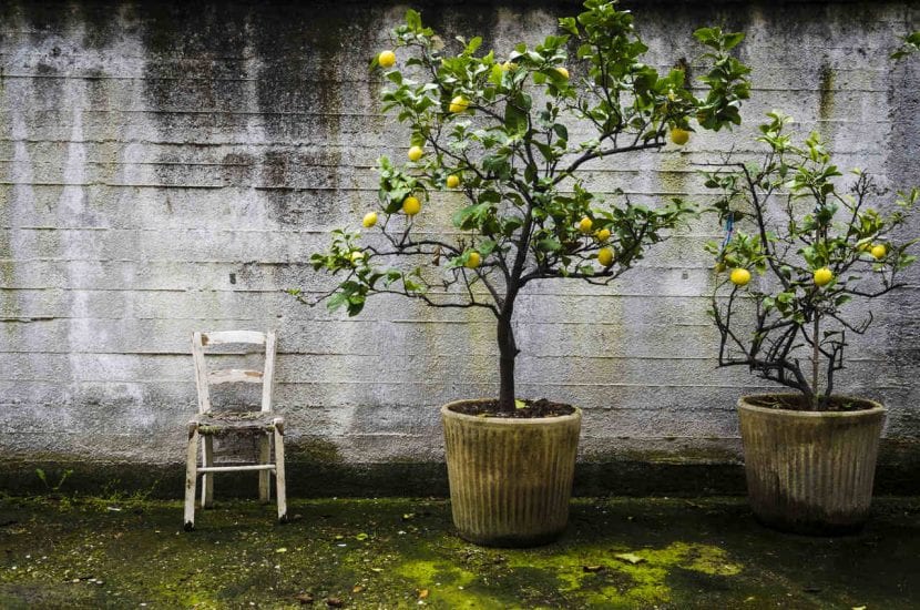 Limonero cultivado en maceta con frutos maduros